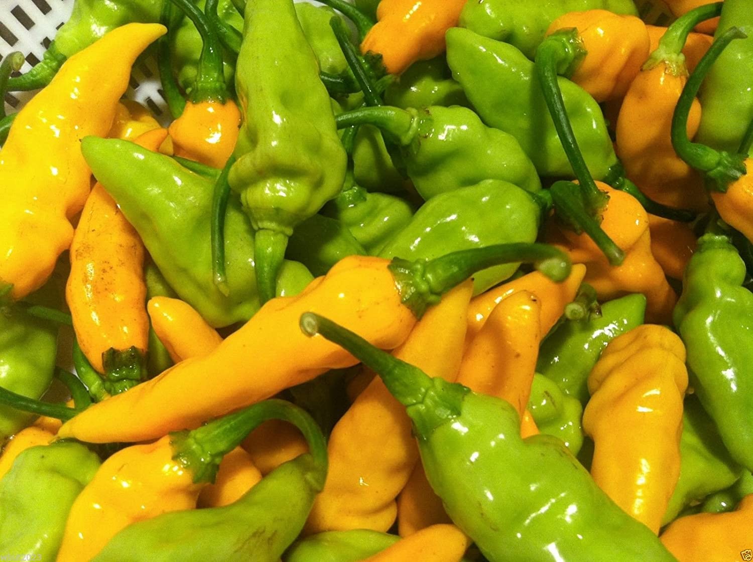 What is Datil Pepper ?